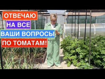 Главные советы для наилучшего урожая томатов!