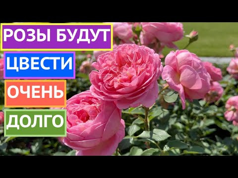 ВТОРАЯ ВОЛНА ЦВЕТЕНИЯ РОЗ! ВАЖНЫЕ МОМЕНТЫ!
