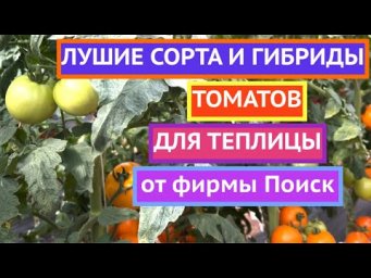 БОЛЬШОЙ ТОМАТНЫЙ ОБЗОР ЧАСТЬ 1 Теплица!