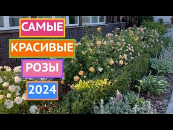 ДОБРО ПОЖАЛОВАТЬ В ГОСТИ! ОБЗОР МОИХ РОЗ 2024!