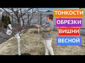 КАК ПРАВИЛЬНО ОБРЕЗАТЬ ВИШНЮ РАННЕЙ ВЕСНОЙ