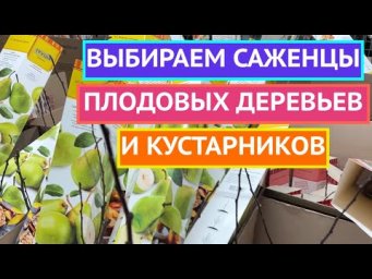 КАК ПРАВИЛЬНО ВЫБРАТЬ САЖЕНЦЫ!