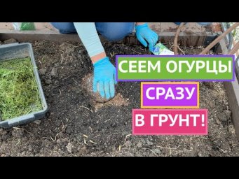 МИНУЯ СТАДИЮ РАССАДЫ! СЕЕМ ОГУРЦЫ СРАЗУ В ГРУНТ!