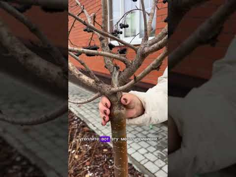 ЛУЧШИЙ СПОСОБ ЗИМОВКИ ДЕРЕВЬЕВ!