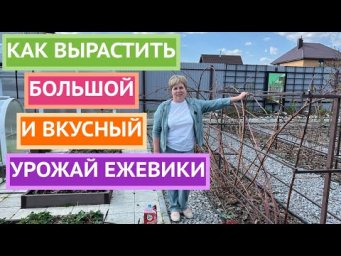 Что нужно сделать с ежевикой весной, чтобы получить отличный урожай!