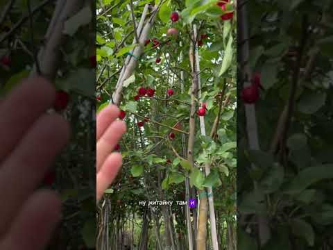 ОБЯЗАТЕЛЬНО ПРИСМОТРИТЕСЬ К ЭТОМУ ВАРИАНТУ ДЕКОРА САДА! ОБЯЗАТЕЛЬНО ПРИСМОТРИТЕСЬ К ЭТОМУ ВАРИАНТУ ДЕКОРА САДА!