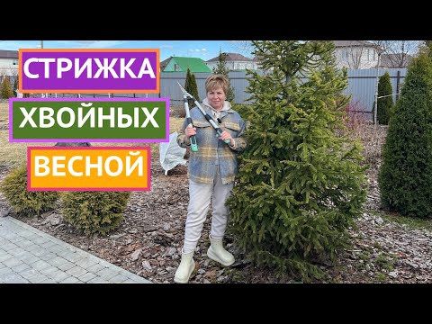СТРИЖЕМ ЕЛКУ! МОИ ЛАЙФХАКИ!