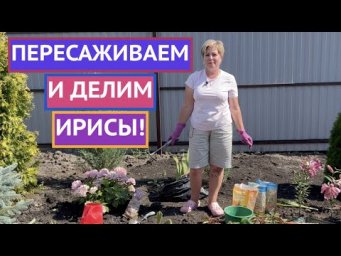 ДОЛГОЖДАННЫЙ РОЛИК! КАК ПЕРЕСАДИТЬ И ПОДЕЛИТЬ ИРИСЫ!