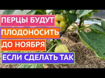 ВСЕ ОБ УХОДЕ ЗА ПЕРЦАМИ В ПЕРВОЙ ПОЛОВИНЕ ЛЕТА!