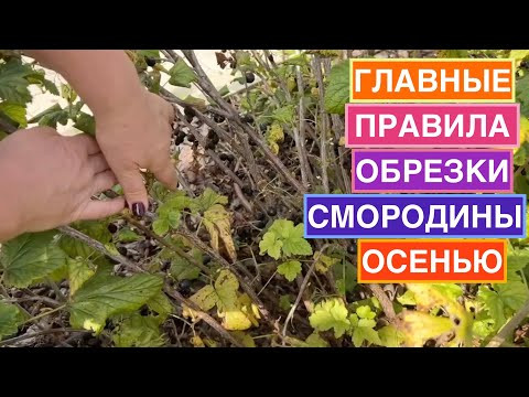 Как правильно обрезать смородину, чтобы получить максимальный урожай! Как правильно обрезать смородину, чтобы получить максимальный урожай!