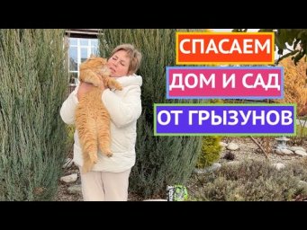 ЭФФЕКТИВНЫЕ СПОСОБЫ БОРЬБЫ С ГРЫЗУНАМИ 2025!
