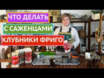 КЛУБНИКА ФРИГО ВЕСНОЙ