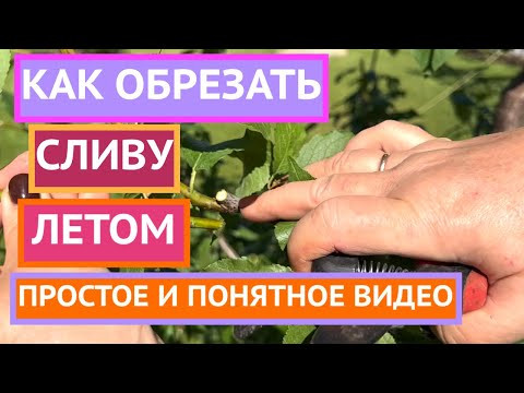 ЛЕТНЯЯ ОБРЕЗКА СЛИВЫ 2024!