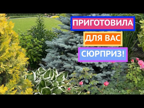 Как преобразить участок, если всё уже посажено !