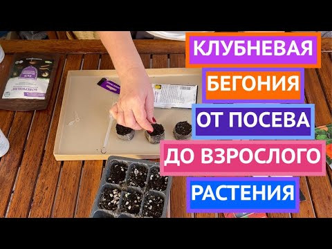 ВСЕ О ВЫРАЩИВАНИИ КЛУБНЕВОЙ БЕГОНИИ!