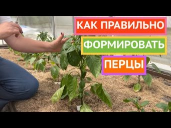 Формируем перцы  