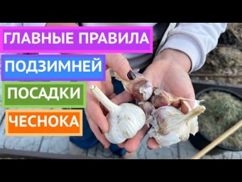 САЖАЕМ ЧЕСНОК ПОД ЗИМУ!
