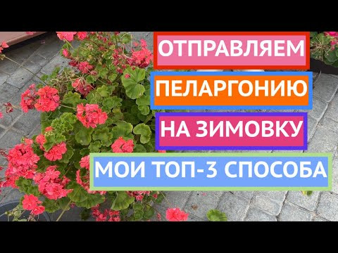 СДЕЛАЙТЕ ТАК И ВАШИ ПЕЛАРГОНИИ ТОЧНО ПЕРЕЗИМУЮТ!