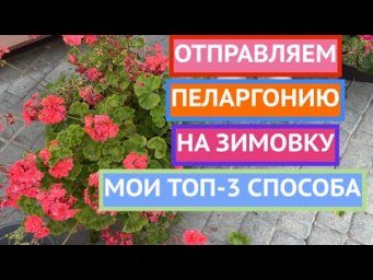 СДЕЛАЙТЕ ТАК И ВАШИ ПЕЛАРГОНИИ ТОЧНО ПЕРЕЗИМУЮТ!
