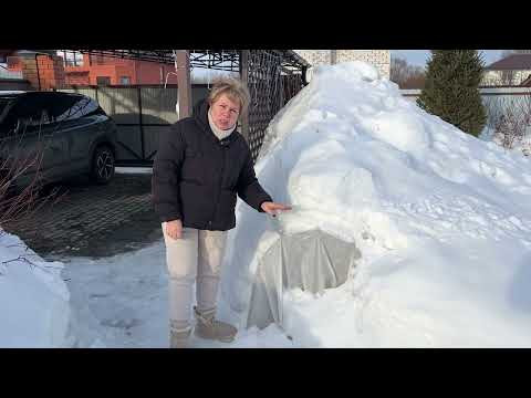Что делать, если снег сломал укрытие роз?