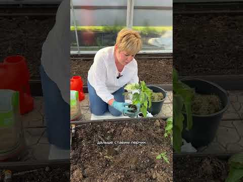 Высаживаем перец в грунт! Простой способ
