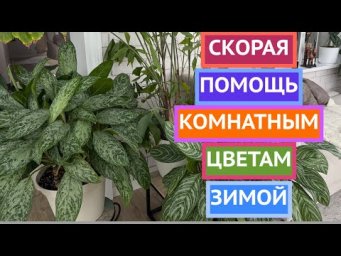 КОМНАТНЫЕ РАСТЕНИЯ ЗИМОЙ НУЖДАЮТСЯ В ЭТОМ!