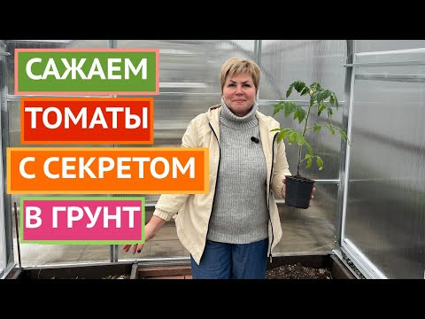 МОИ СЕКРЕТЫ ВЫСАДКИ ТОМАТОВ В ГРУНТ!