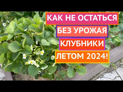 ВСЕ ОБ УХОДЕ ЗА КЛУБНИКОЙ ВЕСНОЙ И ЛЕТОМ 2024!