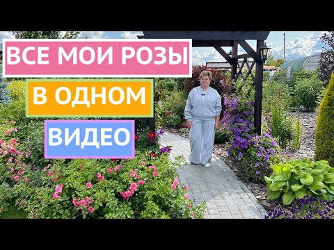 ТОЛЬКО ПОСМОТРИТЕ! НЕВЕРОЯТНОЕ ЦВЕТЕНИЕ РОЗ В ИЮЛЕ!