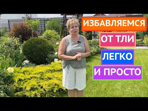 БЫСТРЫЕ И ЭФФЕКТИВНЫЕ СПОСОБЫ БОРЬБЫ С ТЛЕЙ!