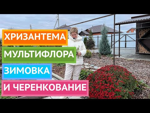 ВСЕ О ХРИЗАНТЕМЕ МУЛЬТИФЛОРЕ ОСЕНЬЮ И ЗИМОЙ!