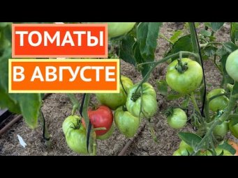 Важно сделать это с томатами в августе!