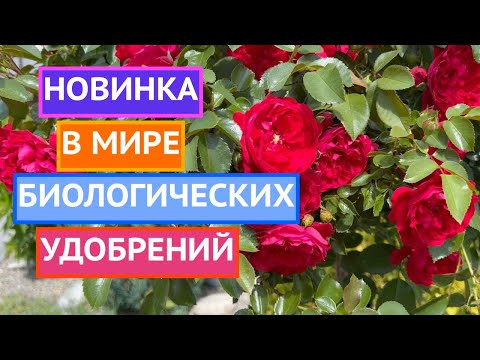 ПОПРОБУЙТЕ ПРИМЕНИТЬ БИОМОЛЕКУЛЫ ДЛЯ РАСТЕНИЙ!