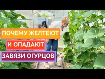 Как помочь огурцам в холод /жару и получить большой урожай!