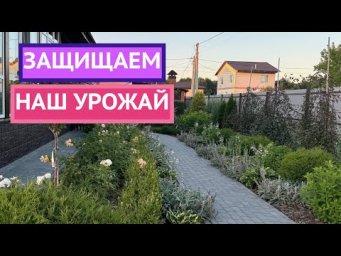 КАК ЗАЩИТИТЬ РАСТЕНИЯ ОТ ВРЕДИТЕЛЕЙ И БОЛЕЗНЕЙ!