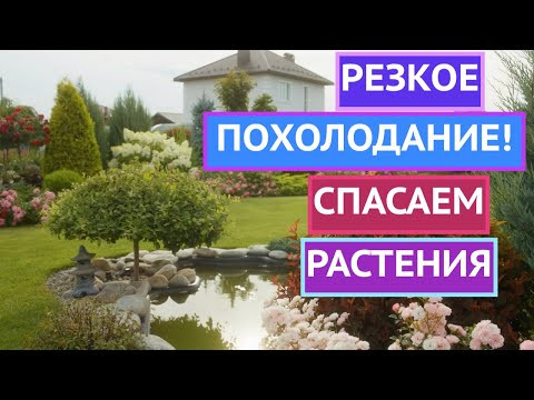 КАКИЕ РАСТЕНИЯ НУЖНО СРОЧНО УКРЫВАТЬ ПРИ НАСТУПЛЕНИИ ХОЛОДОВ! КАКИЕ РАСТЕНИЯ НУЖНО СРОЧНО УКРЫВАТЬ ПРИ НАСТУПЛЕНИИ ХОЛОДОВ!