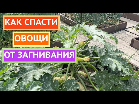 Урожай загнивает? Я знаю, как помочь!