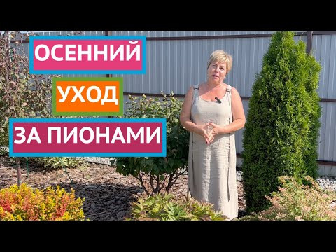 ЧТО ВАЖНО СДЕЛАТЬ С ПИОНАМИ ОСЕНЬЮ!