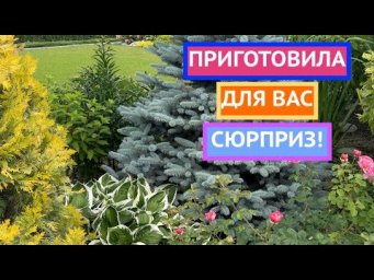 Как преобразить участок, если всё уже посажено !