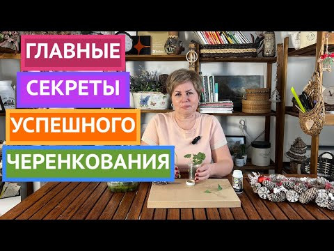 ГЛАВНЫЕ СЕКРЕТЫ УДАЧНОГО ЧЕРЕНКОВАНИЯ!