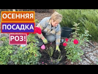 МОИ СЕКРЕТЫ ПОСАДКИ РОЗ ОСЕНЬЮ