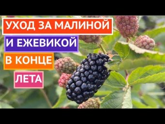 СДЕЛАЙТЕ ЭТО С ЕЖЕВИКОЙ И МАЛИНОЙ В АВГУСТЕ!