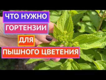 ВАШИ ГОРТЕНЗИИ ПОРАДУЮТ МЕГА ЦВЕТЕНИЕМ!