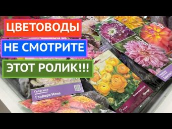 РОСКОШНАЯ ПОДБОРКА ЦВЕТОВ 2025!