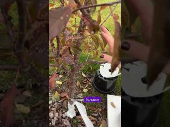 ЛУЧШИЙ СПОСОБ ЗИМОВКИ ДЛЯ ПЛОДОВЫХ ДЕРЕВЬЕВ