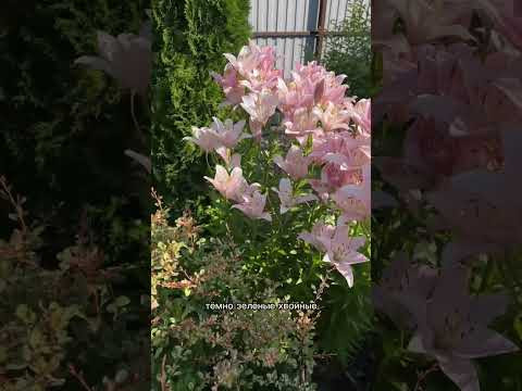 Лучшие растения-компаньоны для лилий!