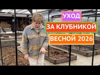 Ухаживаем за клубникой правильно и получаем максимальный урожай!