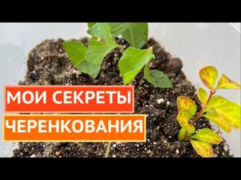 ЧЕРЕНКУЕМ ТАК, ЧТОБЫ ВСЕ ТОЧНО ПРИЖИЛОСЬ!