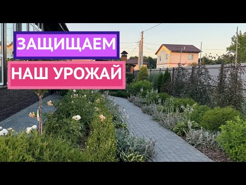 КАК ЗАЩИТИТЬ РАСТЕНИЯ ОТ ВРЕДИТЕЛЕЙ И БОЛЕЗНЕЙ!