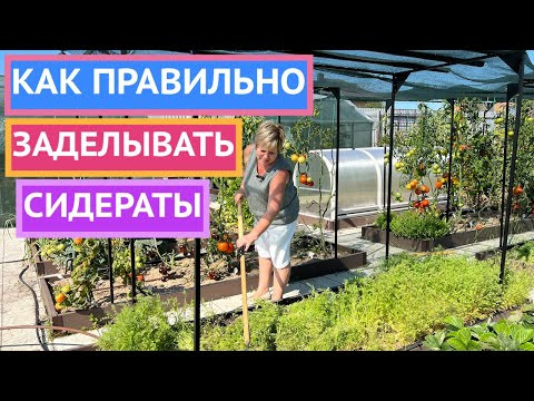 ПОЧЕМУ ВАМ ОБЯЗАТЕЛЬНО НУЖНО ЗАДЕЛАТЬ СИДЕРАТЫ В ПОЧВУ ПОЧЕМУ ВАМ ОБЯЗАТЕЛЬНО НУЖНО ЗАДЕЛАТЬ СИДЕРАТЫ В ПОЧВУ